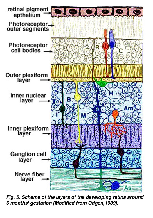 Simple Anatomy of the Retina by Helga Kolb – Webvision