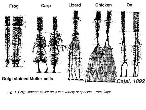 Single Neuroglial Cell