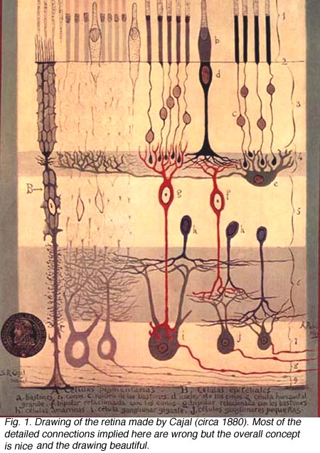 Simple Anatomy of the Retina by Helga Kolb – Webvision