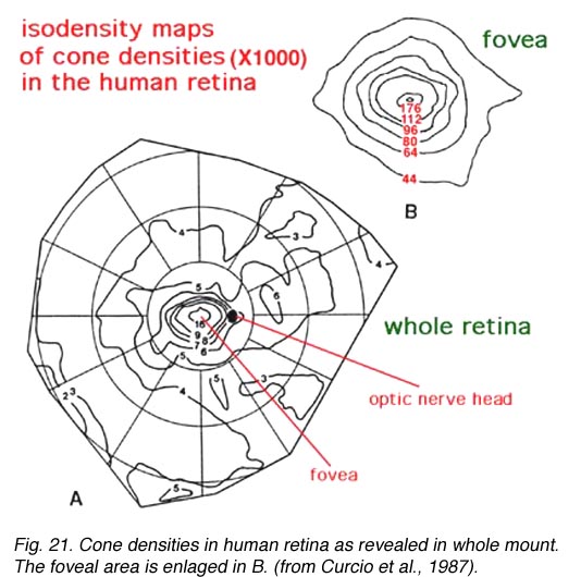 Isodensity map of the distribution of cones in bat retina. The map