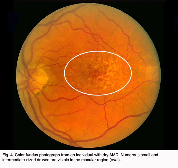 What is the function of the macula?