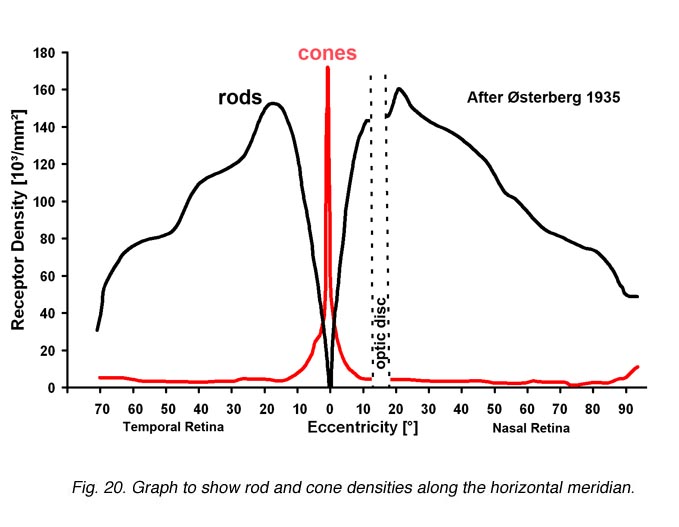 Photoreceptor Density Distribution