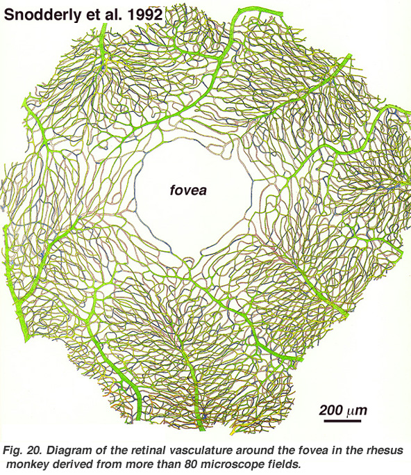 eye diagram fovea. Diagram of the retinal