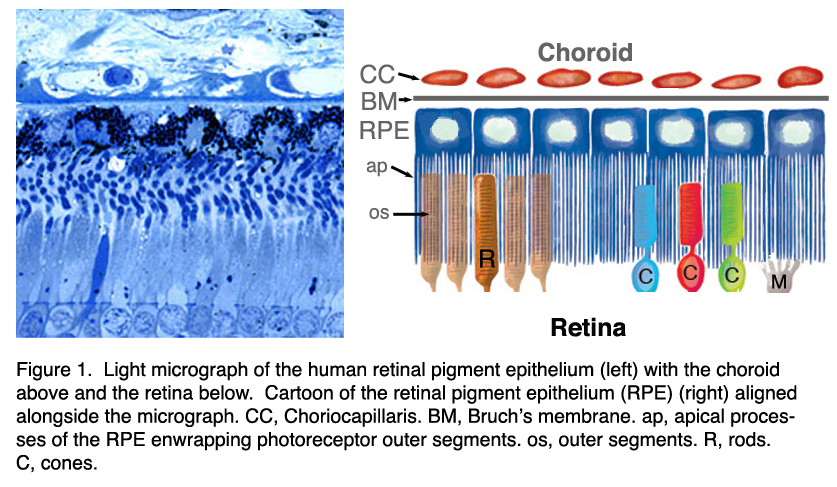 The retina and retinal pigment epithelium (RPE)