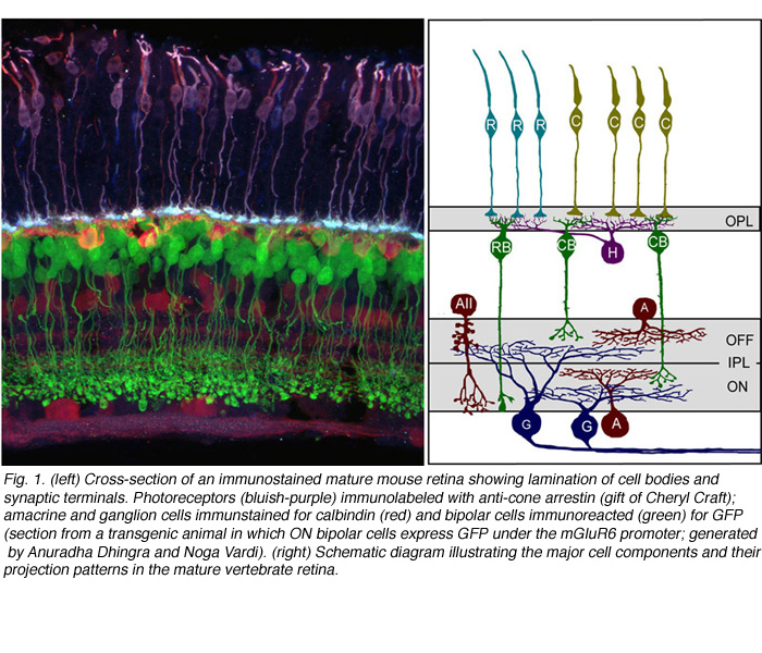 retinal development