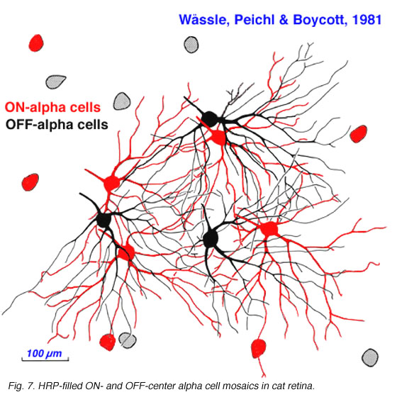 Simple Anatomy of the Retina by Helga Kolb – Webvision