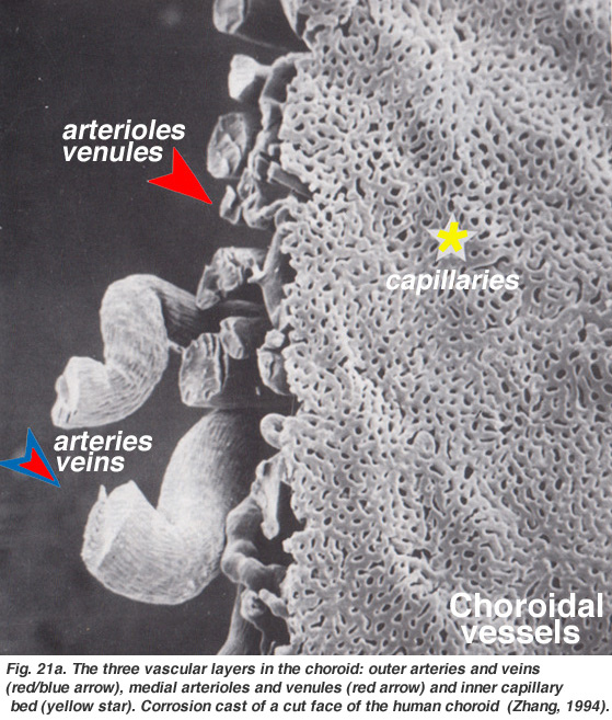 choroid: outer arteries
