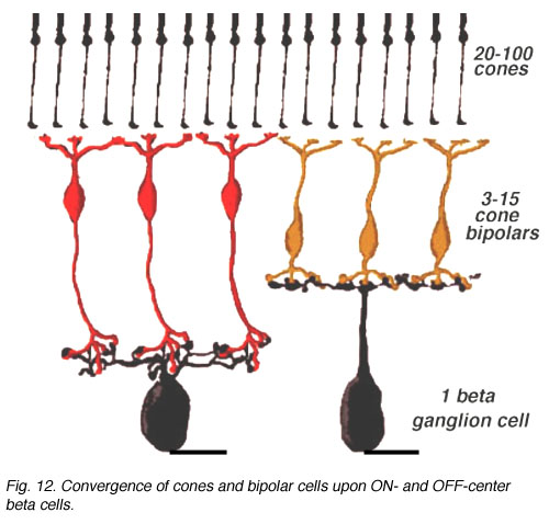 Simple Anatomy of the Retina by Helga Kolb – Webvision