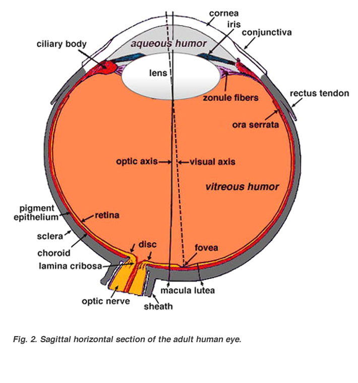 Suspensory Ligament Eye