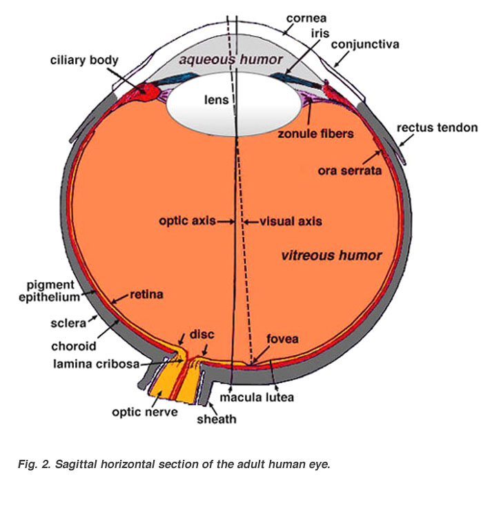 anterior eye anatomy diagram