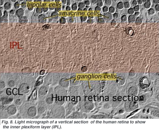 Simple Anatomy of the Retina by Helga Kolb – Webvision