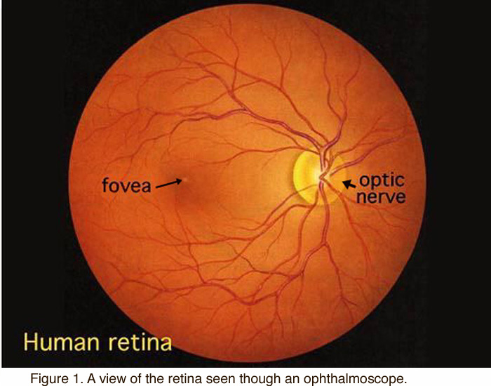 Simple Anatomy of the Retina by Helga Kolb – Webvision