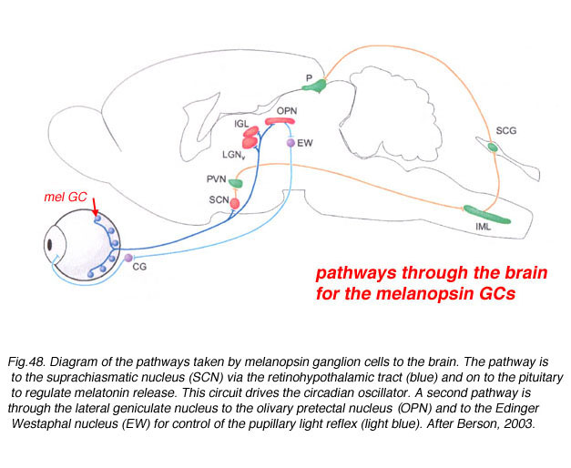 Frontiers  Intrinsically Photosensitive Retinal Ganglion Cells of the  Human Retina