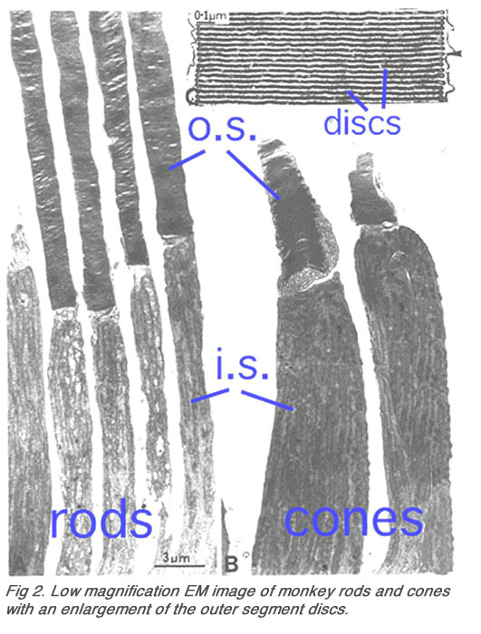 rods and cones microscope