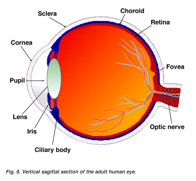 Human eye research paper
