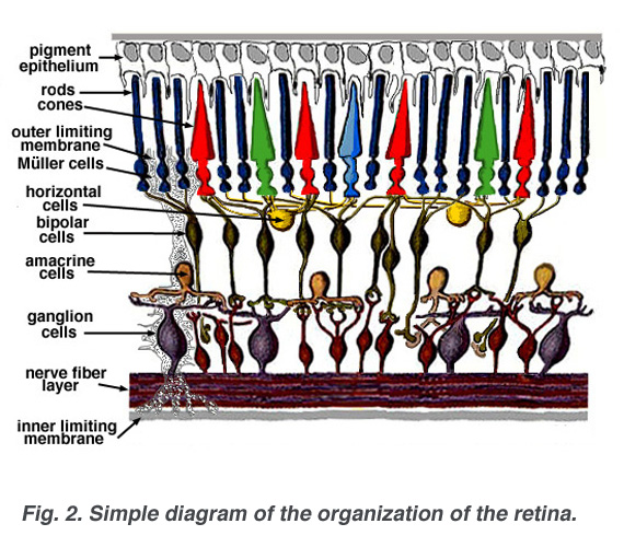 Simple Anatomy of the Retina by Helga Kolb – Webvision