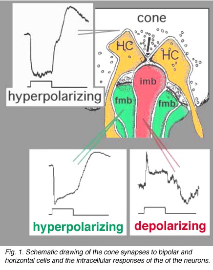 cone cell diagram