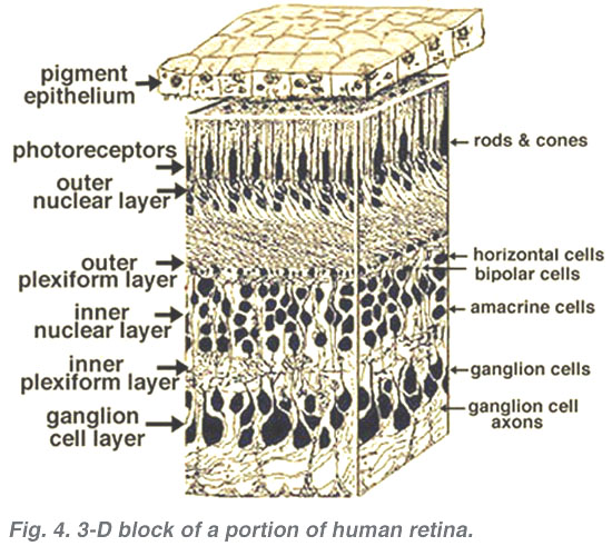 Simple Anatomy of the Retina by Helga Kolb – Webvision