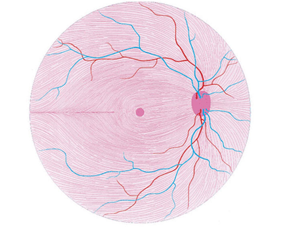 Normal Retinal Anatomy - The Retina Reference