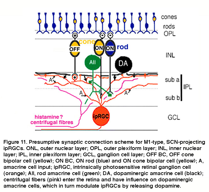 Frontiers  Intrinsically Photosensitive Retinal Ganglion Cells of the  Human Retina