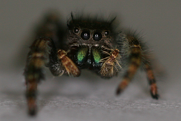 Visual attention and processing in jumping spiders: Trends in Neurosciences