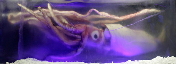 colossal squid eye