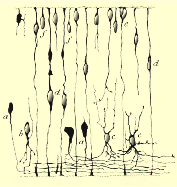 Figure 15 Cajal 1933
