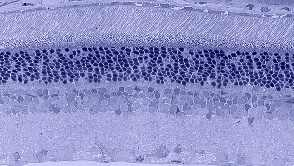 Figure 6 normal tol blue histology
