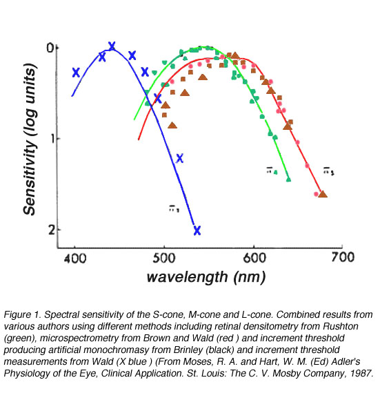 Color Perception By Michael Kalloniatis And Charles Luu Webvision