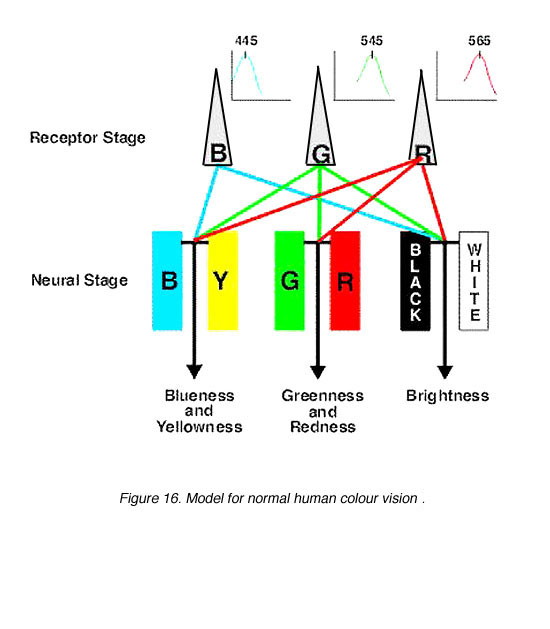 Human Color Vision