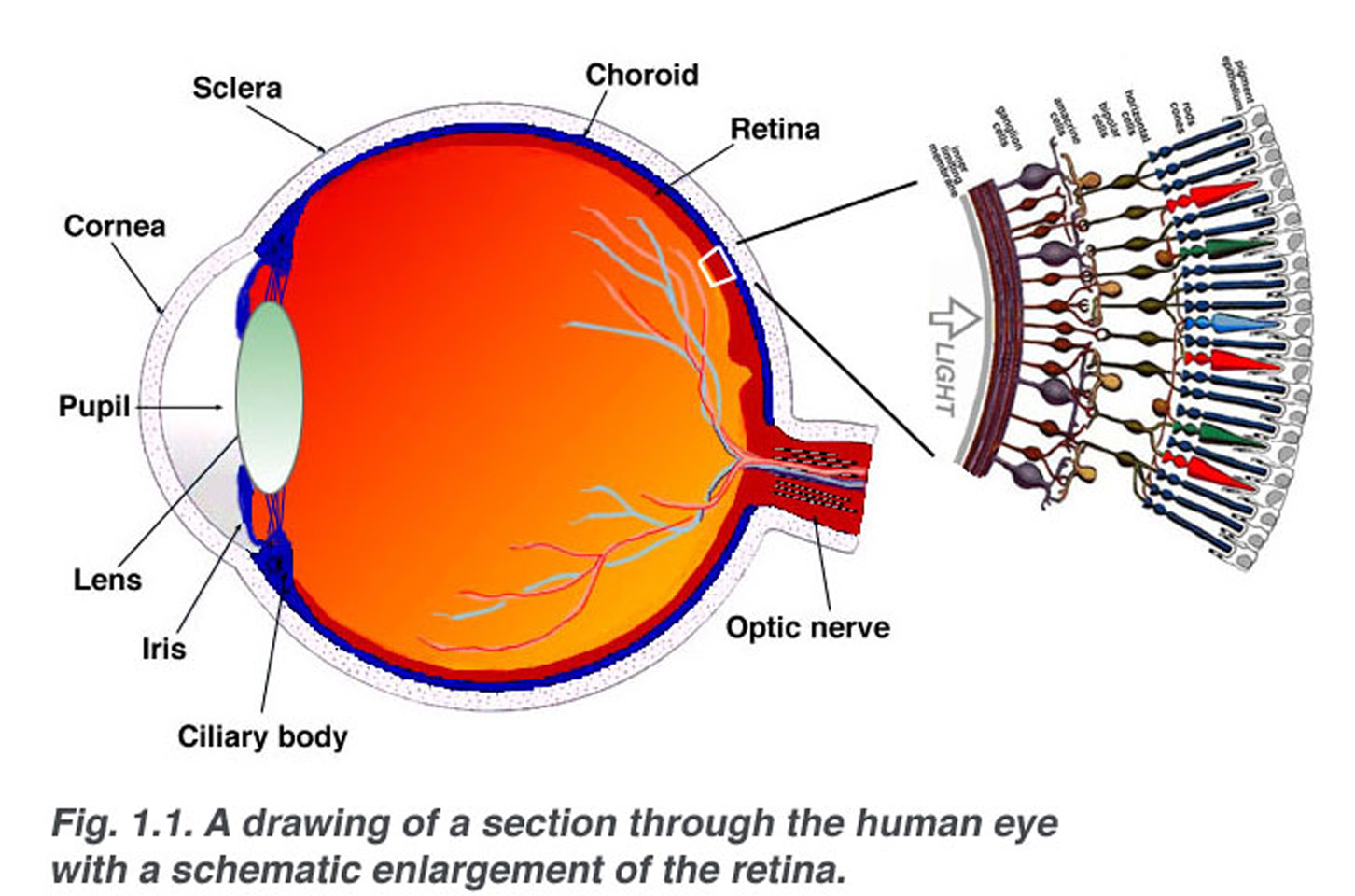 Normal Retinal Anatomy - The Retina Reference