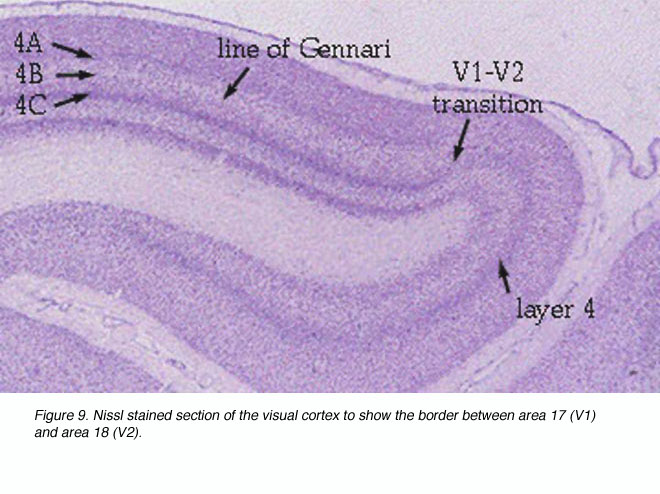 cerebral cortex histology labeled