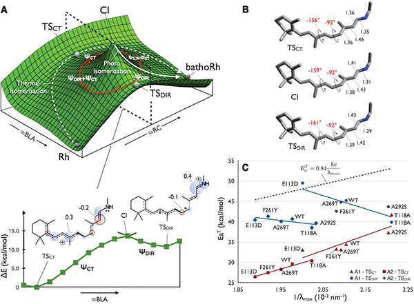 the molecular mechanism of dark noise in rod photoreceptors