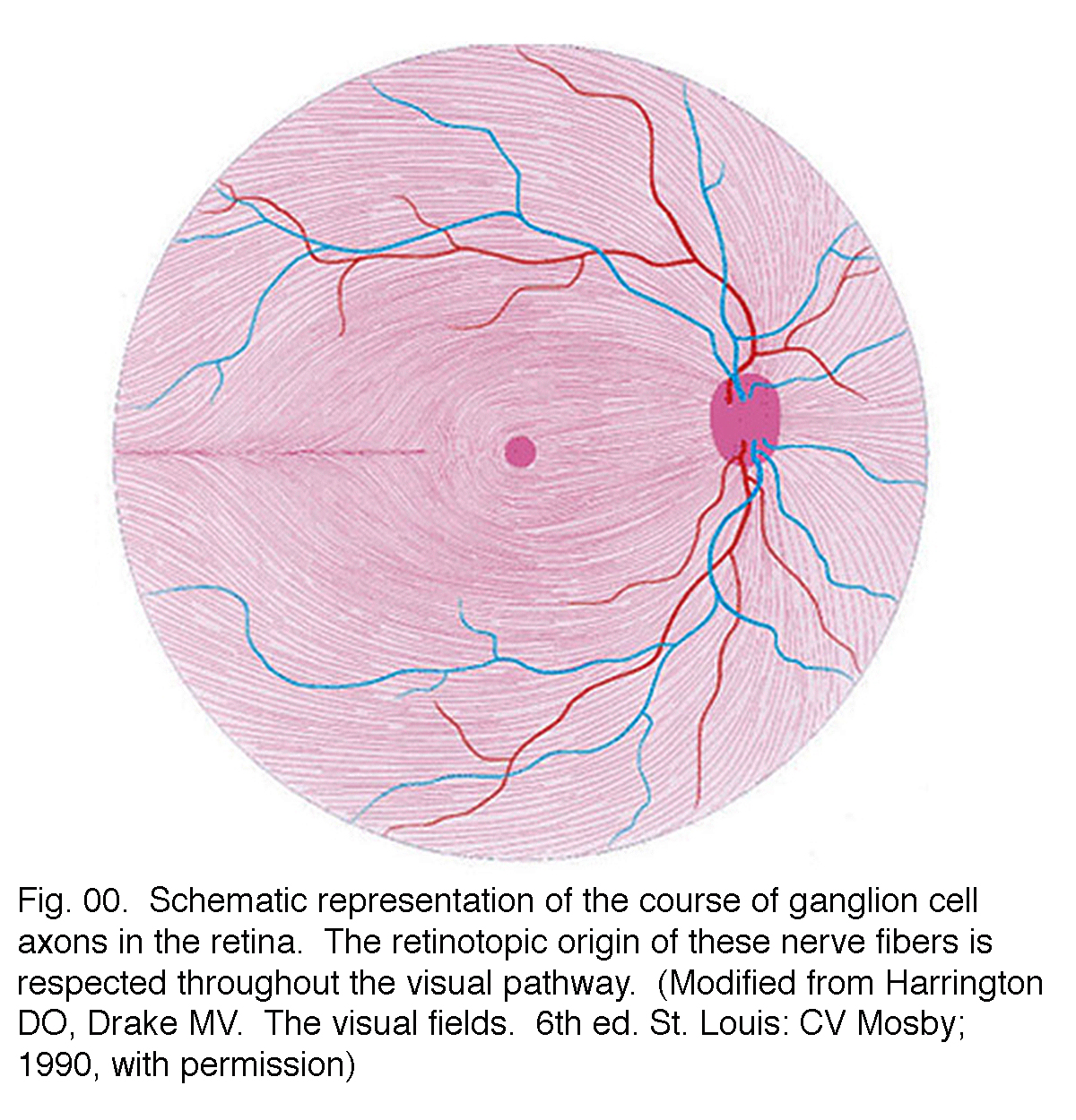 retina diagram