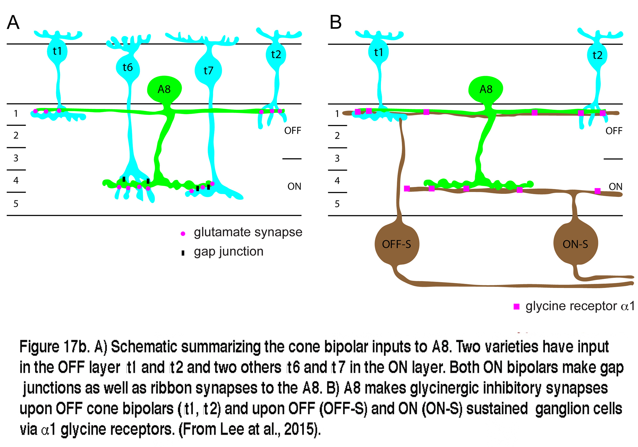 Horizontal And Amacrine Cells