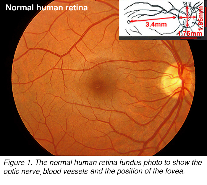 Simple Anatomy of the Retina by Helga Kolb – Webvision