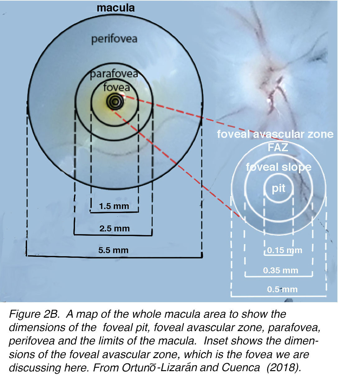 The Architecture Of The Human Fovea Webvision