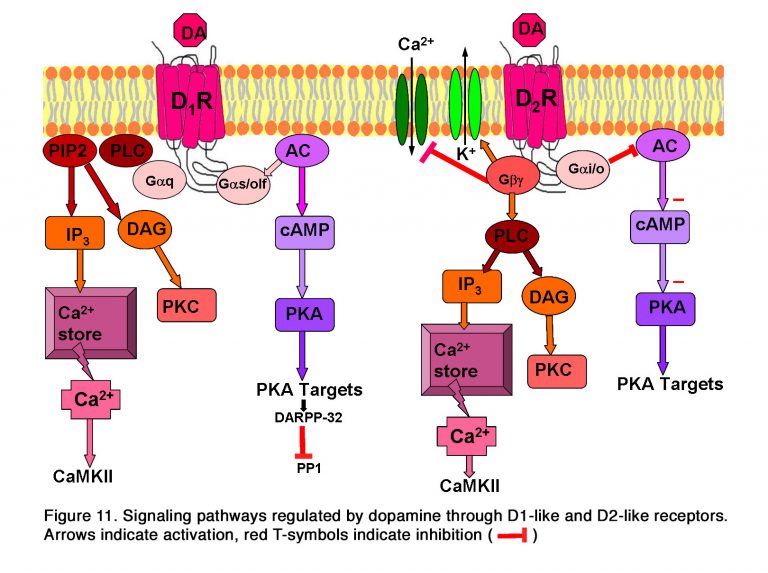 The Role of Dopamine in Retinal Function By Elka Popova – Webvision